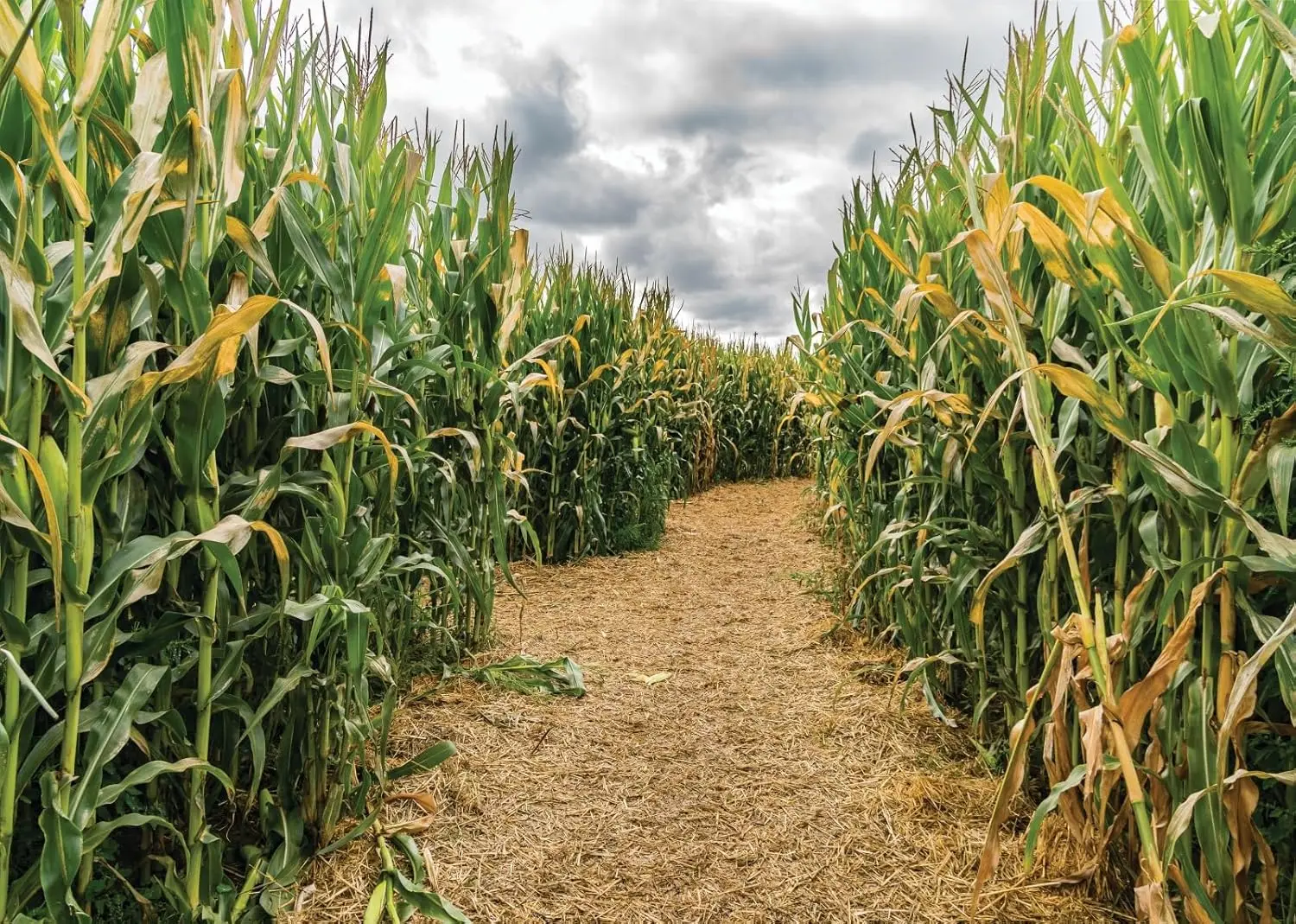 خلفية تصوير لحفلات الخريف والز - مراجعة Agriculture Farming Background وسعره